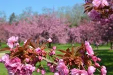 Hanami à Sceaux - cerisiers en fleurs